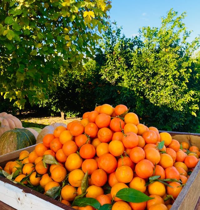 Neoelectra Logística firma acuerdo para transporte de naranjas desde Andalucía hasta Valencia